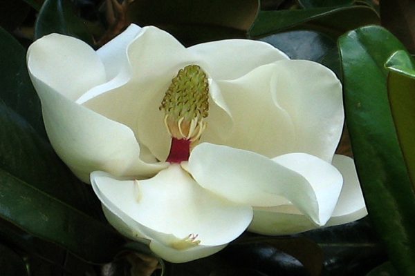 FL 1 White Magnolia 4x6 copy