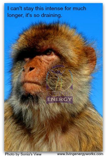 ZO 51Intense Barbary Ape Close Up_1883 (Small)