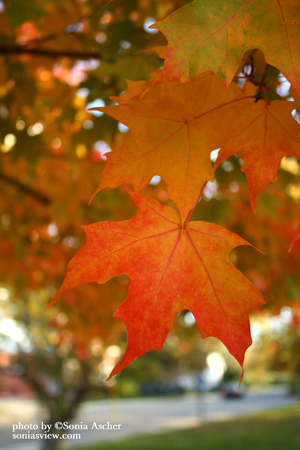 SC-296-Autumn--Leaf---Close-up-IMG_5327