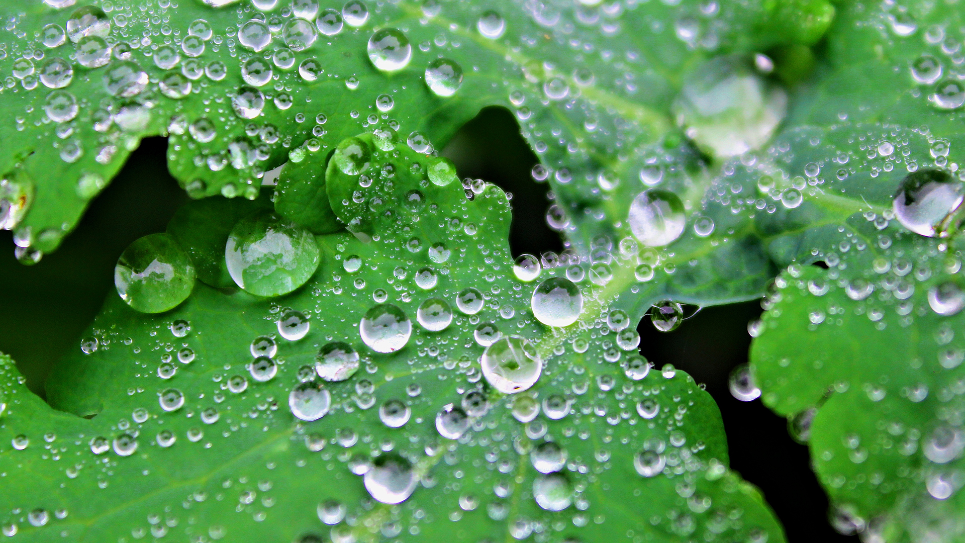 Hydrophobe Blätter im Botanischen Garten Braunschweig