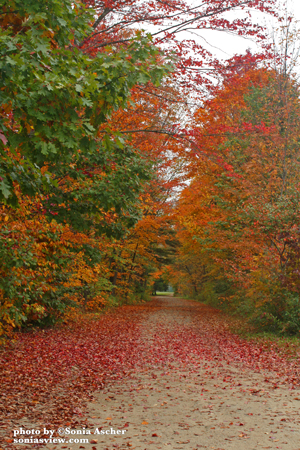 How Does Gratitude Affect Your Heart and Health?