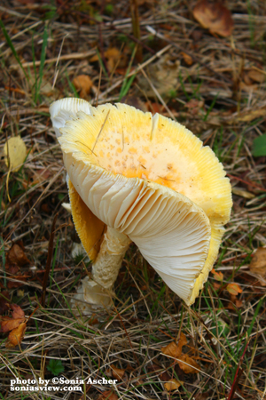 Wild-Mushroom-IMG_5299