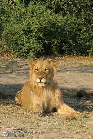 ZO-81-Lion-IMG_0210